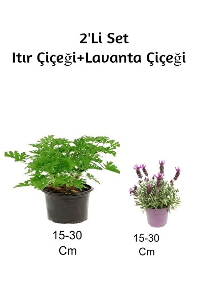 serada decor & plant Gül Damlası (Itır Çiçeği) + Lavanta Çiçeği 2'Li Set Dış ...