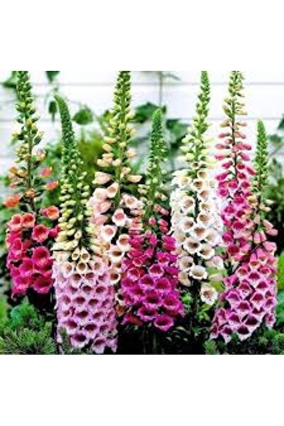 Köy Tohumları 20 Adet Tohum Organik Hobi Bahçe Yüksük Otu Çiçeği Mezar Kabir ...