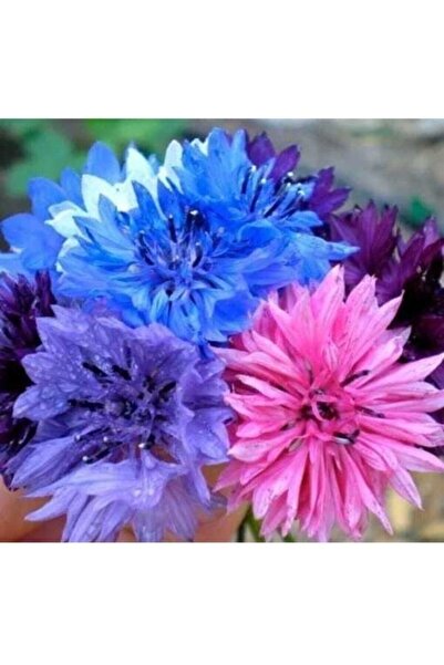 Köy Tohumları 20 Adet Tohum Hobi Bahçe Karışık Renkli Kontur Çiçeği Tohum Mez...