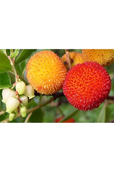 doğaşık 3 Adet Kocayemiş Fidanı (Dağ Çileği) 20-30 cm