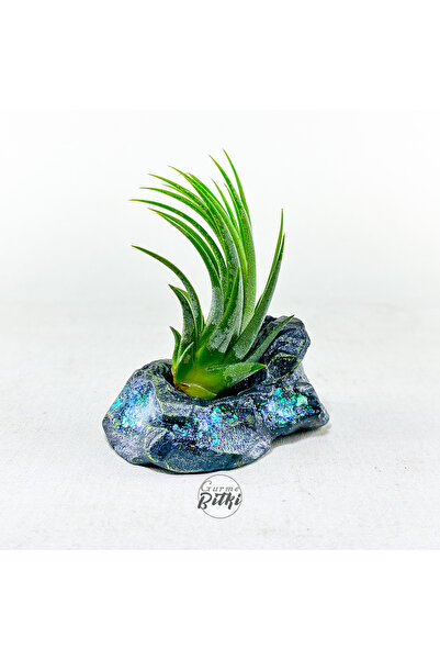 Gurme Bitki Tillandsia Ionantha Aranjman - Crystal Stand - Hava Bitkisi Air P...