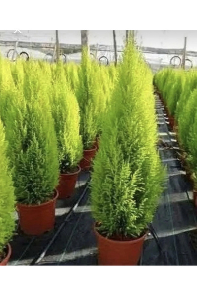 gardenata Limon Çamı Limoni Servi 2 Yaşında Fidan 30-35 Cm Boylu