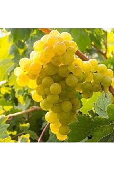 Köy Tohumları 20 Adet Tohum Organik Hobi Bahçe Adana Tarsus Beyaz Üzüm Tohumu...