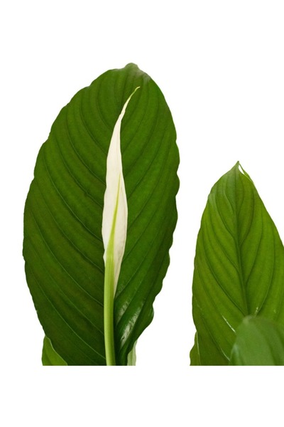 Bizgetiriyoruz Saksıda Barış Çiçeği Spathiphyllum 65-75 Cm