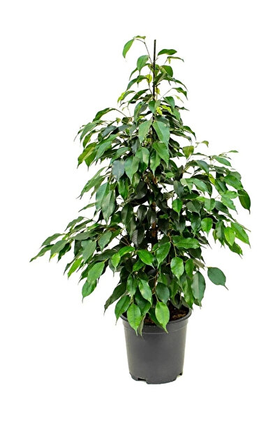 Bizgetiriyoruz Ficus Benjamina Daniella - Yeşil Ficus Canlı Salon Bitkisi 110-120 Cm