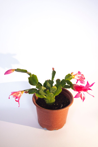 BAYRAKTAR PEYZAJ Schlumbergera Pembe Çiçek Açan Yılbaşı Çiçeği Sukulent Bitki...