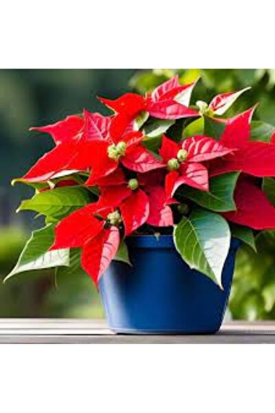 Köy Tohumları 50 Adet Tohum Organik Hobi Balkon Çiçeği Kırmızı Flamingo Kırmı...