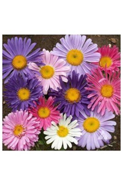 Köy Tohumları 20 Adet Tohum Karışık Renkli Dilber Kirpiği Çiçeği Hobi Bahçe B...