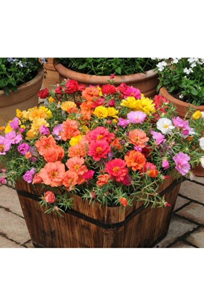 Köy Tohumları 50 Adet Tohum Organik Nadir Katmerli İpek Mezar Çiçeği Kabir Çi...