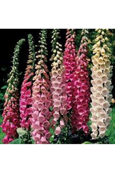 Köy Tohumları 50 Adet Tohum Organik Hobi Bahçe Yüksük Otu Çiçek Mezarlık Çiçe...