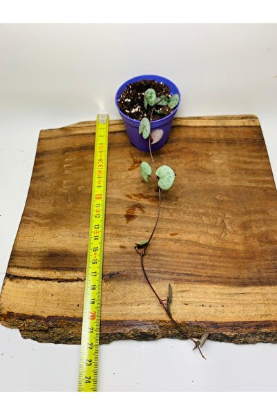 foliumbotanik Ceropegia Woodi - Kalp Kalbe Karşı Bitkisi Tek Kök - Koleksiyon...