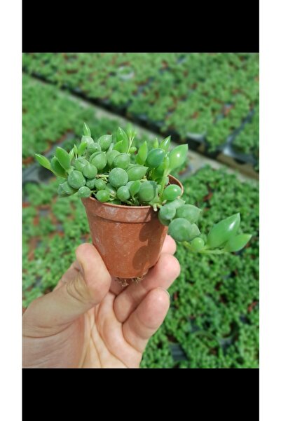 DOĞA BAHÇESİ Sarkık Yapılı 5.5 cm Tesbih Çiçeği