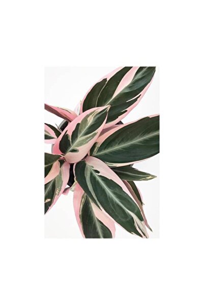 serada decor & plant Kalatya - Calathea Triostar Dua Çiçeği