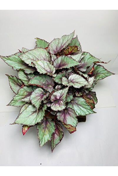 foliumbotanik Begonya Renkli Özel Yapraklı