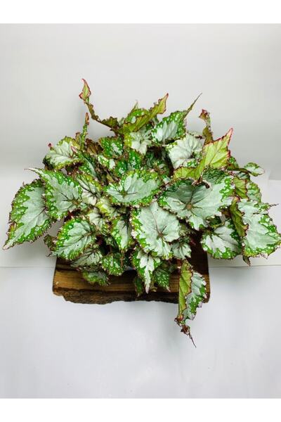 Begonia Pattern Leafy