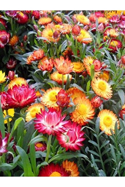 Köy Tohumları 250 Adet Tohum Organik Hobi Bahçe Karışık Sevgi Çiçeği Tohumu M...