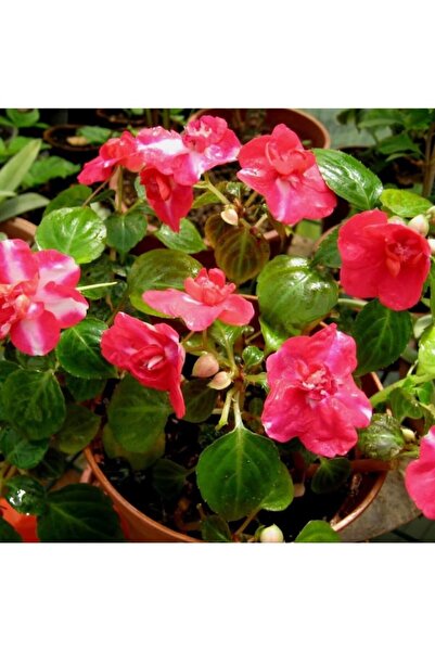 Köy Tohumları 40 Adet Tohum Organik Hobi Bahçe Cam Güzeli Balkon Çiçeği Saksı...