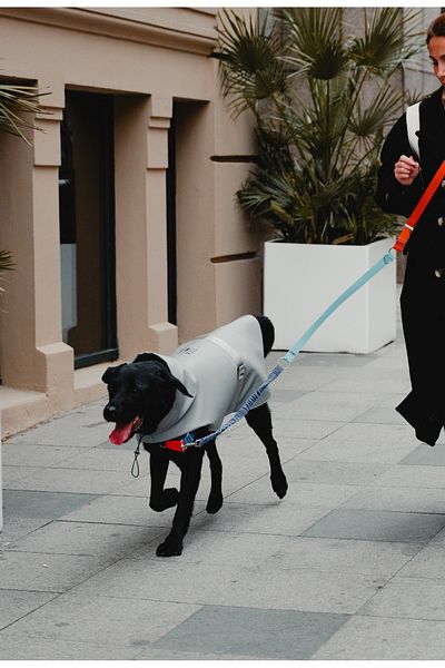 JIMI FOR ALL Silver Small and Large Breed Dog Raincoat