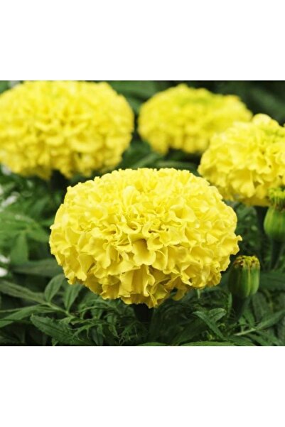 Köy Tohumları 30 Adet Tohum Organik Balkon Çiçeği Sarı Kadife Çiçeği Tohumu S...