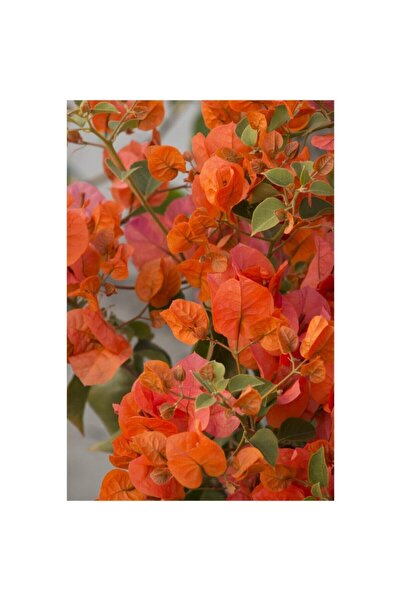 serada decor & plant Nadir Bulunan Turuncu Begonvil Sarmaşığı 40-50 Cm Tüplü Çiçekli Bodur Bitki Bougainvillea