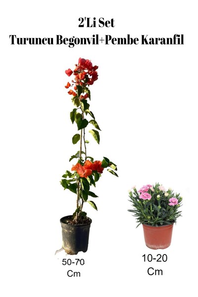 Bitkim Sende 2'Li Set Turuncu Begonvil+ Pembe Karanfil Çiçeği Dış Mekan Bitkisi