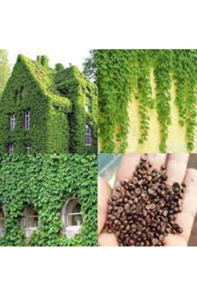 Köy Tohumları 50 Adet Tohum Organik Hobi Bahçe Yeşil Amerikan Çit Sarmaşık To...