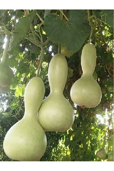 anonim Su Kabak Tohumu - 25 Adet