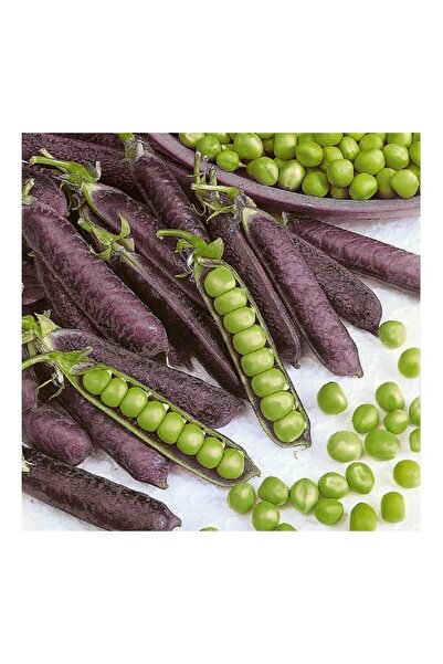 Tohum Dünyası 10+ Adet Geleneksel Mor Bezelye Tohumu