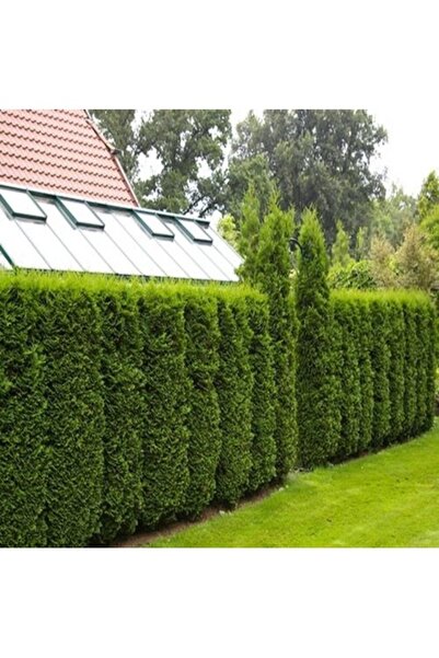 Köy Tohumları 60 Adet Tohum Yeşil Villa Çit Mazı Tohumları Çit Mazı Tohum Hed...