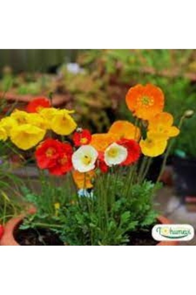 Köy Tohumları 100 Adet Tohum Organik Acem Lalesi Kabir Mezar Çiçeği Sarı Acem...