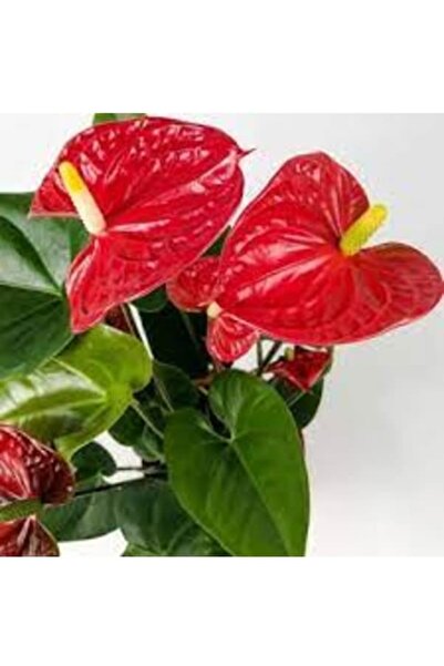 Köy Tohumları 15 Adet Tohum Hobi Bahçe Flamingo Balkon Çiçeği Tohumu Süs Çiçeği