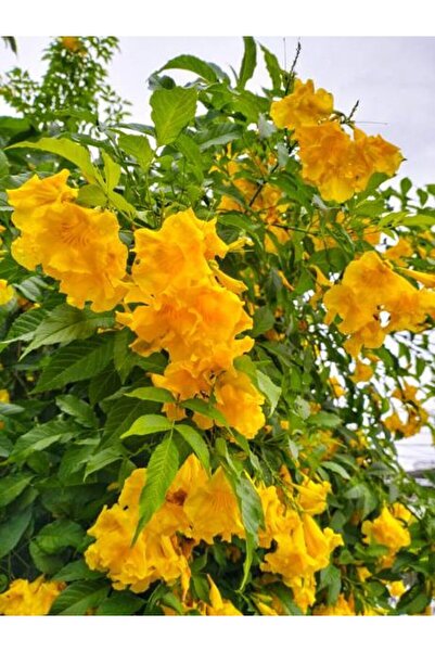 serada decor & plant Videolu Sarı Acem Borusu (50 70 CM)1 Adet Saksılı/ Tüplü Çiçekli Dış Mekan Bitkisi Campsis Radicans