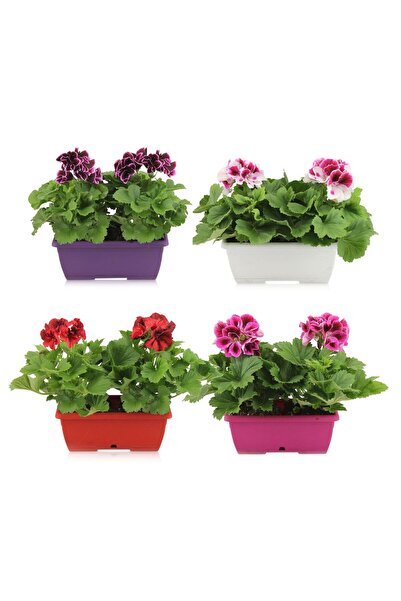 Bilgarden Özel Çeşit Karışık Renkli Mix Sardunya Canan Çiçeği Fidesi (4 adet)