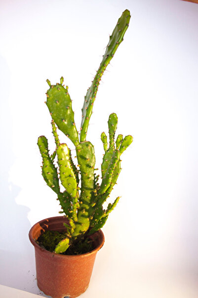 BAYRAKTAR PEYZAJ Opuntia Monacantha İnciri Kaktüsü Tekli 8,0 cm Saksıda