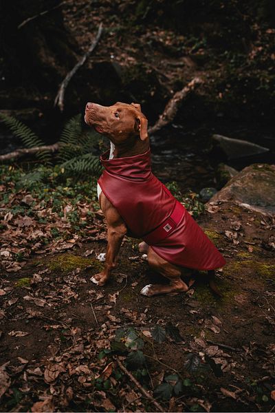 JIMI FOR ALL Bordox Small and Large Breed Dog Raincoat