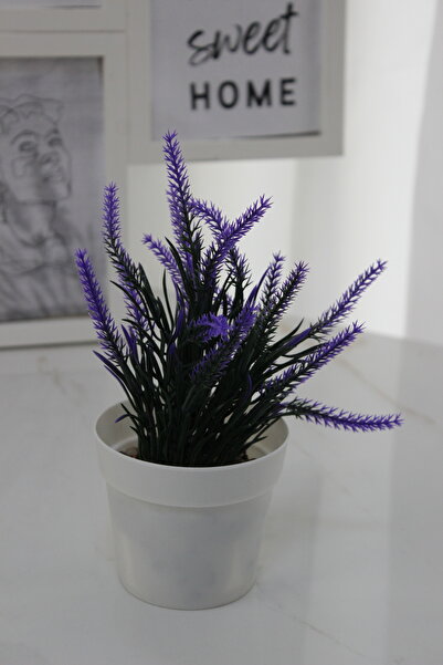Live House Dekoratif Saksıda Lavanta