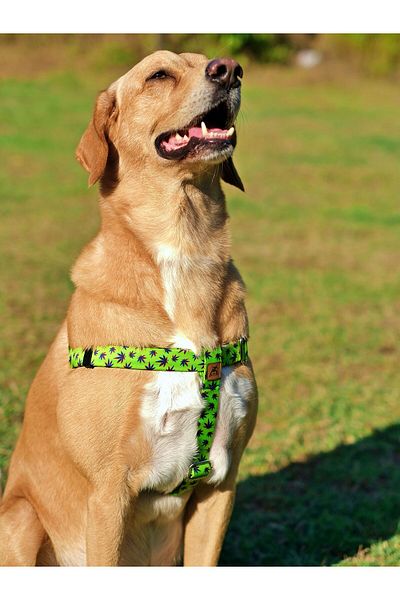 UTDpet Leaves Dog Chest Collar and Travel Transport Strap Set