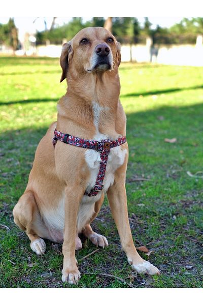UTDpet Muertos Dog - Chest Collar and Travel Set