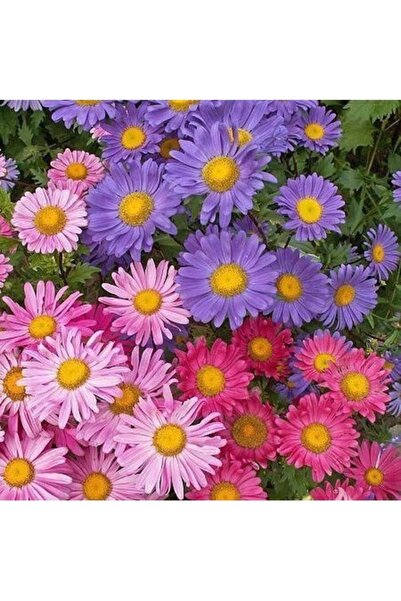 Köy Tohumları 30 Adet Tohum Nadir Aster Mezarlık Kabir Çiçeği Tohumu Saksı To...