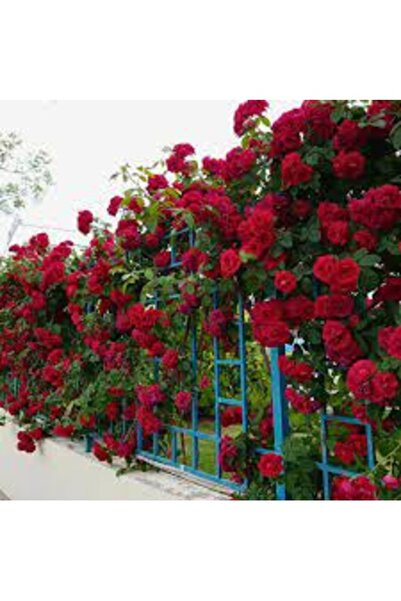 Köy Tohumları 15 Adet Tohum Nadir Kırmızı Sarmaşık Gül Tohum Hobi Bahçe Saksı...