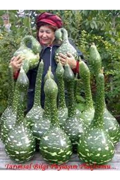 Köy Tohumları 10 Adet Tohum Organik Hobi Bahçe Kuğu Süs Kabak Tohum Saksı Top...