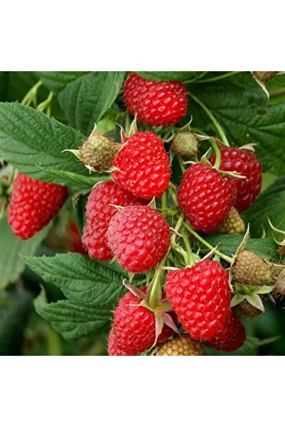 Fidan & Peyzaj - 3 Farklı Çeşit Ahududu Fidanı Seti (Açık Kök)