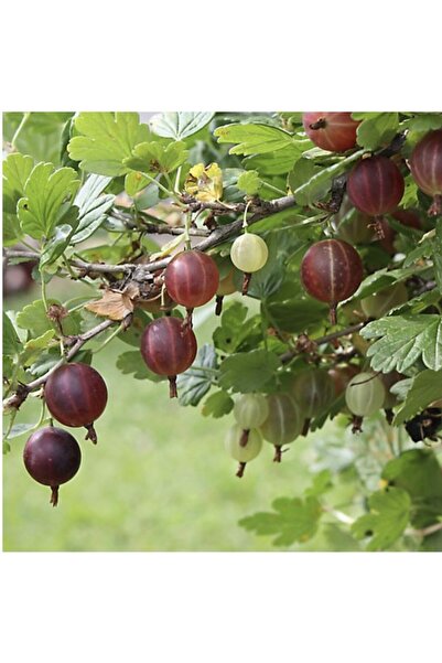 doğaşık 2 Adet Bahçenizin Yeni Gözdesi: Bektaşi Üzümü Fidanı - Lezzeti ve Sağlığı Bir Arada