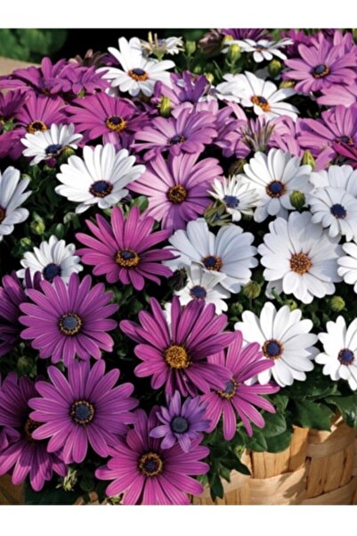 Köy Tohumları 20 Adet Tohum Nadir Mor Beyaz Bodrum Papatyası Tohumu Sakası To...