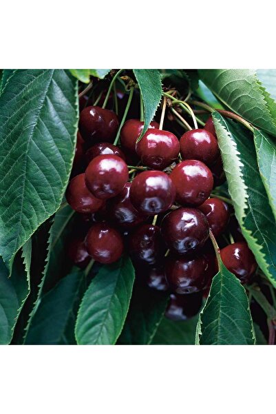 ASES TÜPLÜ 4 YAŞ NAPOLYON ZİRAAT 900 KİRAZ FİDANI BOY 180-200 CM