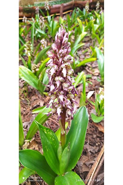 ERVA PEYSAJ Salep Fidesi 55 Adet Orkide Orchis Serapias Arılı Sahlep