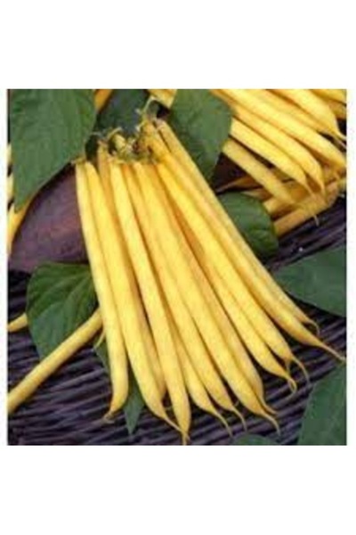Köy Tohumları 50 Adet Tohum Organik Hobi Bahçe Sarı Çıt Kırıldı Kılçıksız Hanımeli Fasulye