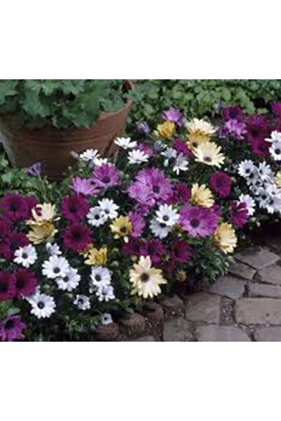 Köy Tohumları 30 Adet Tohum Organik Hobi Balkon Bodrum Papatya Saksı Toprak B...