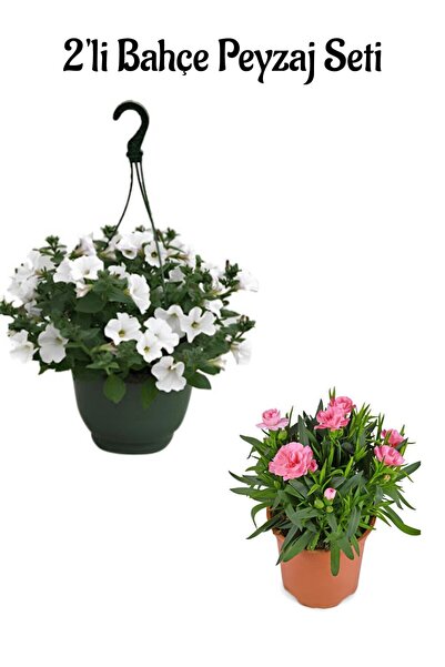 Bitkim Sende Beyaz Renk Petunya Çiçeği(20-30Cm)+Pembe Karanfil(15-25)Cm 2'li ...