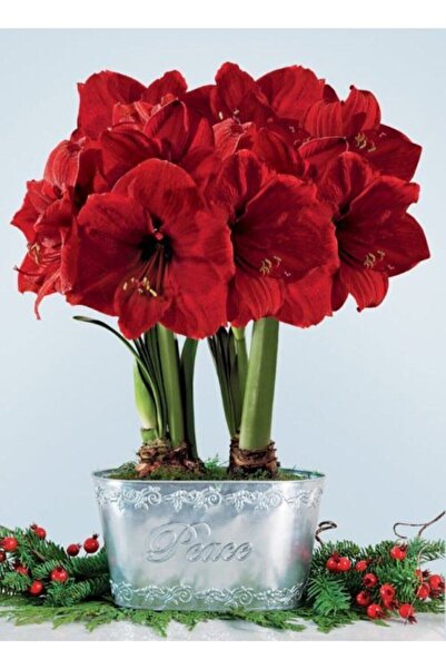 LOBELYA TOHUMCULUK 1 Adet Kırmızı Renkli Amaryllis Çiçeği Soğanı Kokulu ANAÇ BOY ÇİÇEK AÇMAYA HAZIR